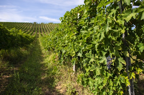 terroirs-cognac-armagnac